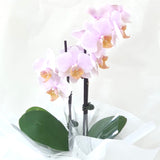 Mini Pink Orchid