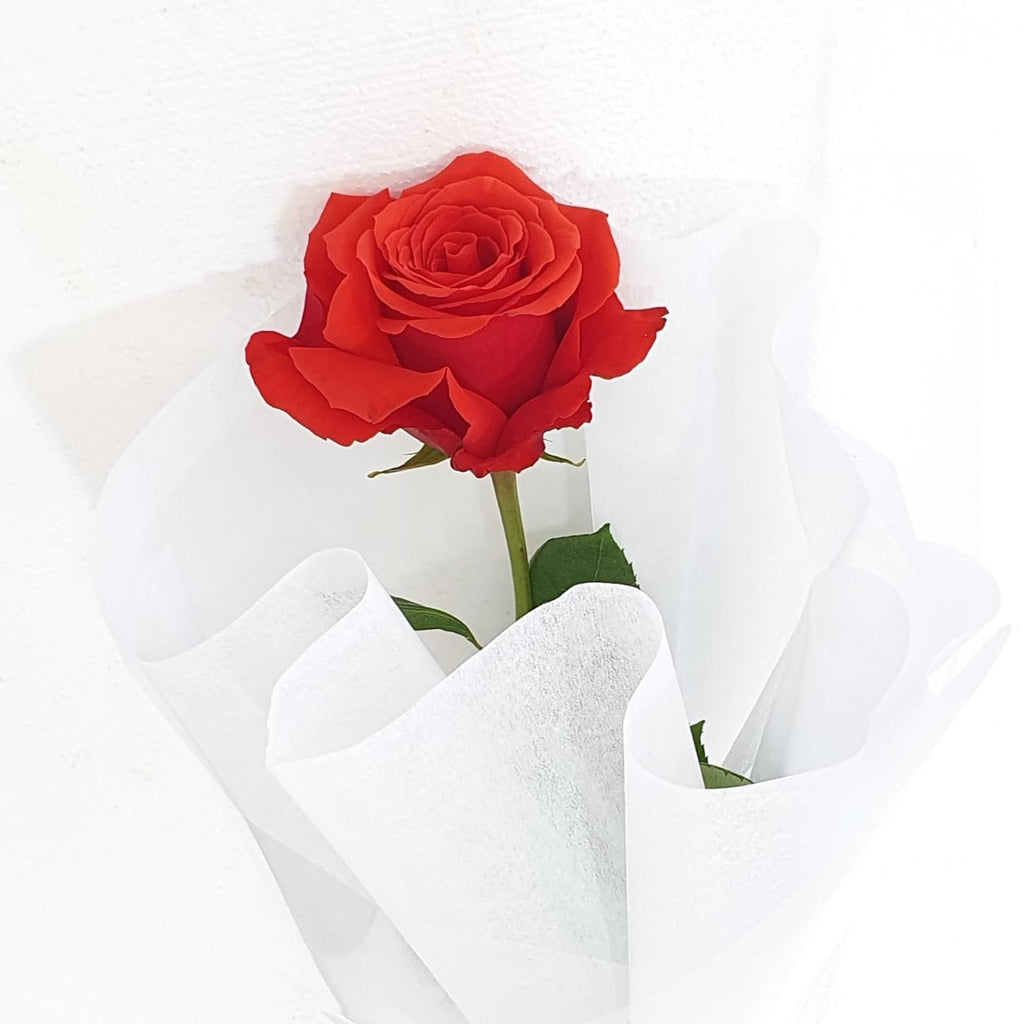 Single Red Rose – The Flower Scene